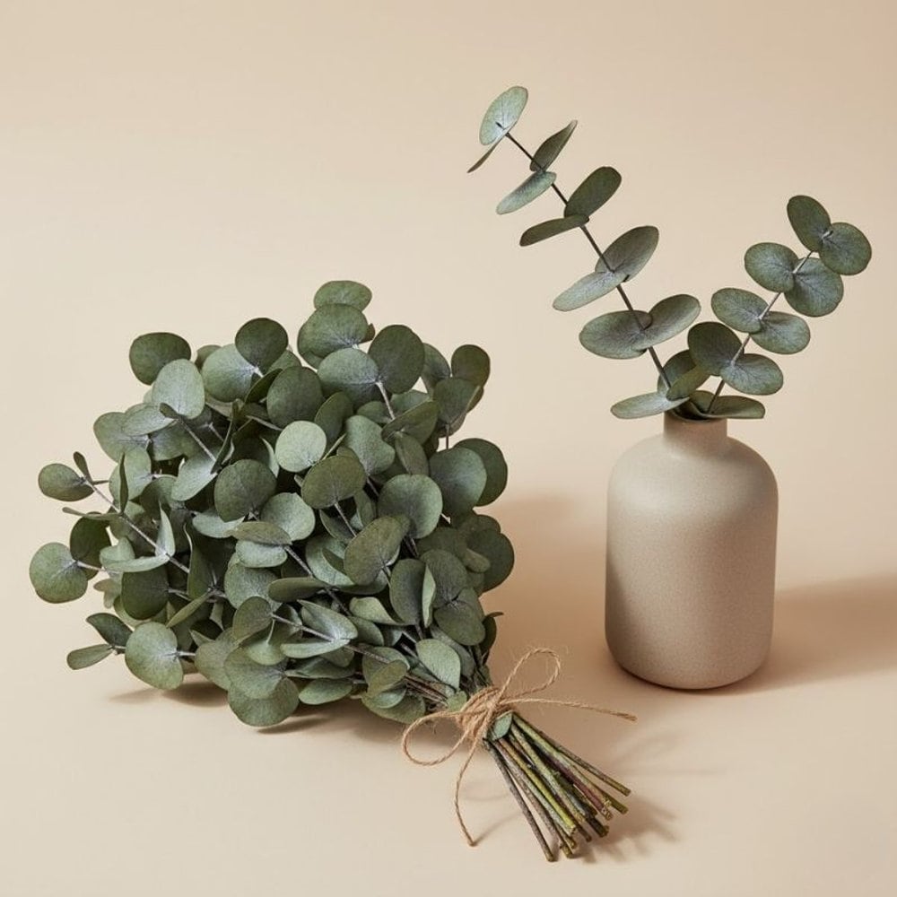 Eucalyptus Cinerea