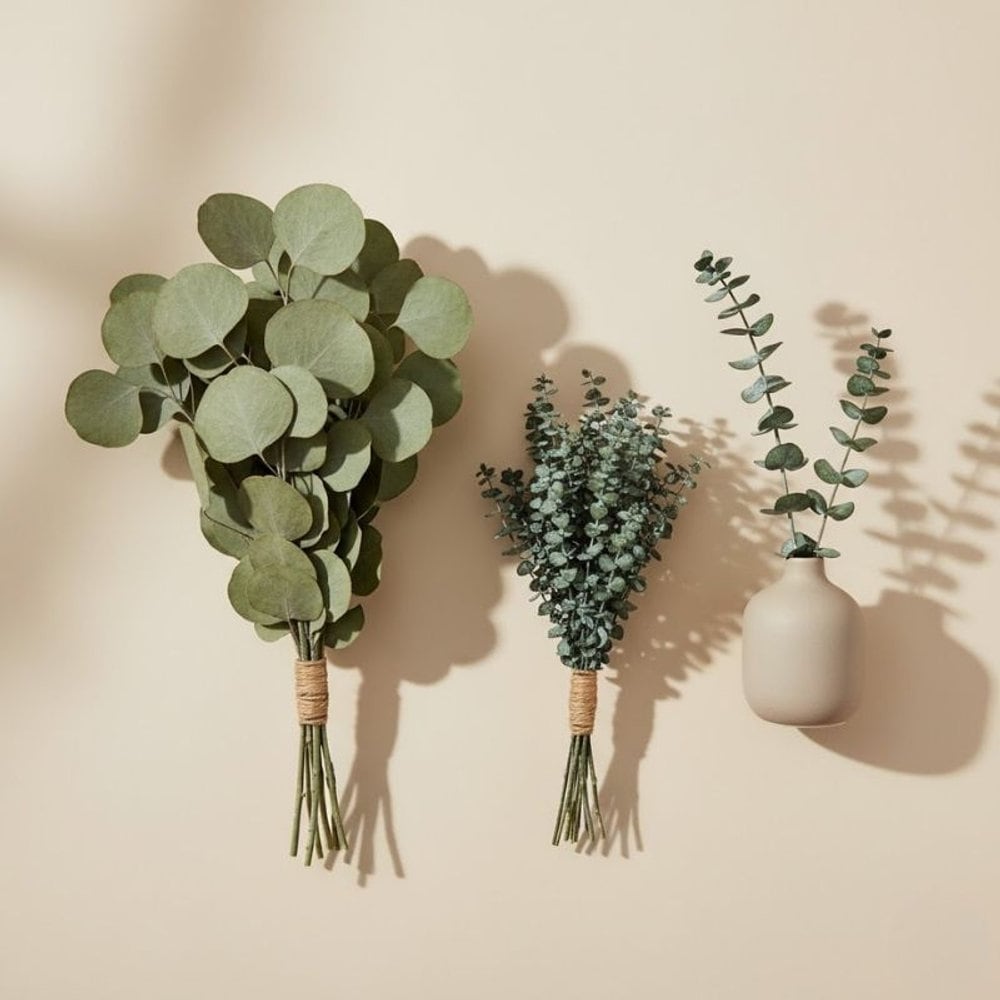 Eucalyptus · silver-blue greenery