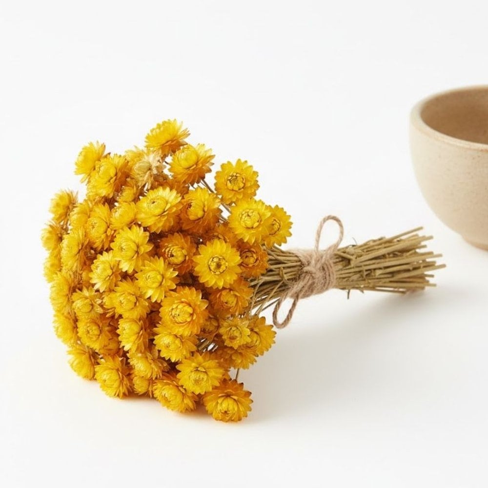 Helichrysum Everlasting Flower