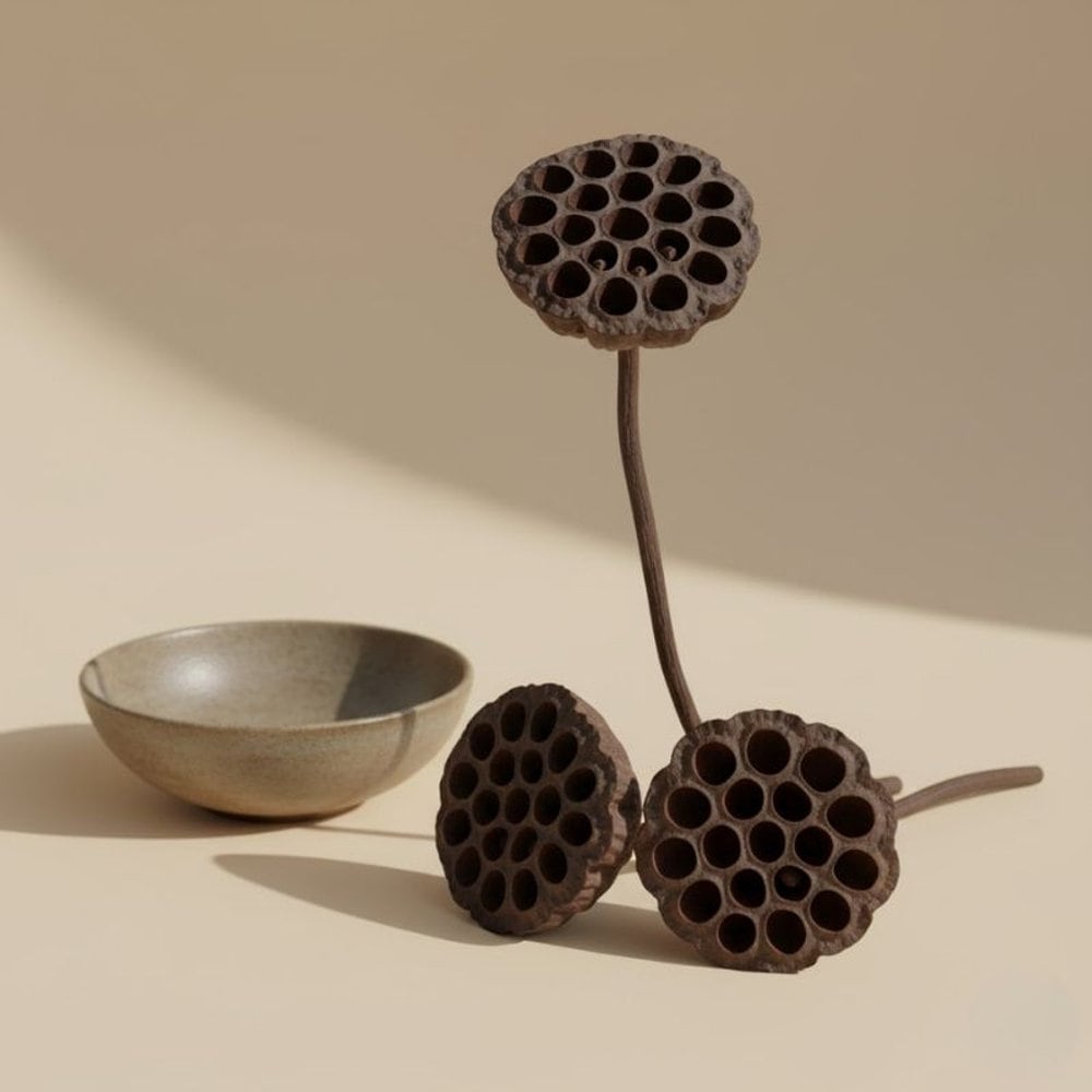 Lotus pods · sculptural texture