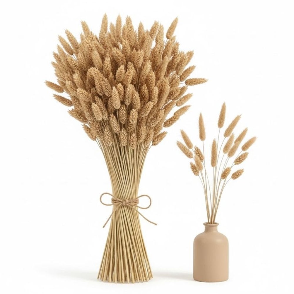 Phalaris Grass